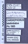 Etiketten zu Cardiophorus latelimbatus (Pic, 1905) (NHMW-ZOO-COL-0006985)